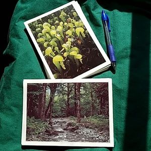Lot of 40 blank photo cards Pacific NW 5"×7"